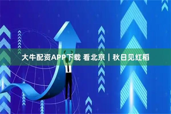 大牛配资APP下载 看北京｜秋日见红稻